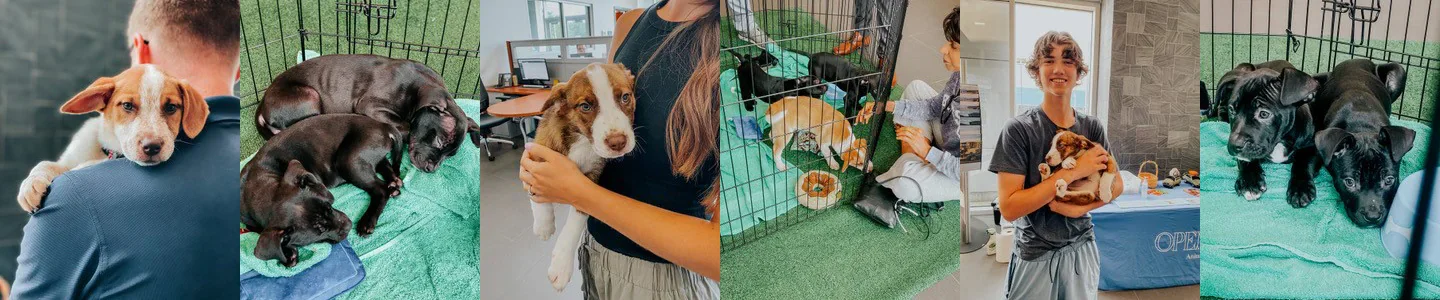 Dean Team Subaru in Ballwin MO